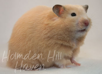 Pudding- Black Eyed Cream Longhaired Syrian Hamster