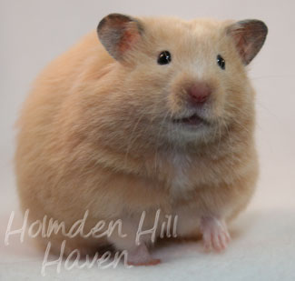 Pudding- Black Eyed Cream Longhaired Syrian Hamster