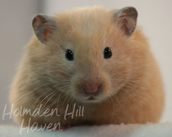 Pudding- Black Eyed Cream Longhaired Syrian Hamster