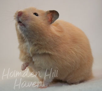 Pudding- Black Eyed Cream Longhaired Syrian Hamster