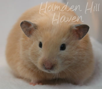 Pudding- Black Eyed Cream Longhaired Syrian Hamster