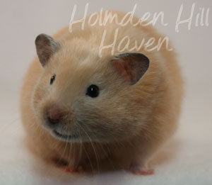 Pudding- Black Eyed Cream Longhaired Syrian Hamster