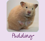 Pudding