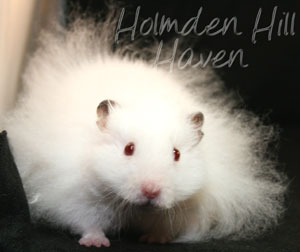 Puff of Cotton Curl- Dark Eared White Longhaired Rex Syrian Hamster