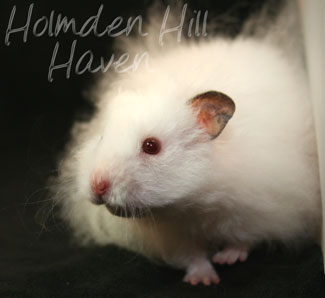 Puff of Cotton Curl- Dark Eared White Longhaired Rex Syrian Hamster