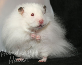 Puff of Cotton Curl- Dark Eared White Longhaired Rex Syrian Hamster