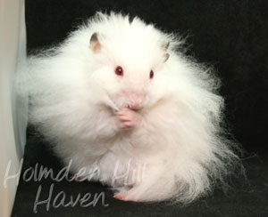 Puff of Cotton Curl- Dark Eared White Longhaired Rex Syrian Hamster