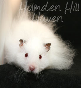 Puff of Cotton Curl- Dark Eared White Longhaired Rex Syrian Hamster