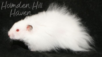 Puff of Cotton Curl- Dark Eared White Longhaired Rex Syrian Hamster