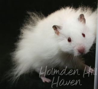 Puff of Cotton Curl- Dark Eared White Longhaired Rex Syrian Hamster