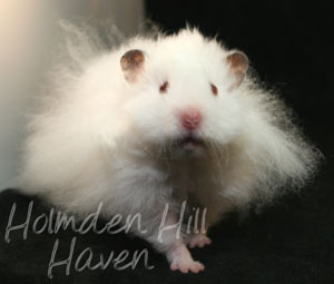 Puff of Cotton Curl- Dark Eared White Longhaired Rex Syrian Hamster