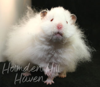 Puff of Cotton Curl- Dark Eared White Longhaired Rex Syrian Hamster