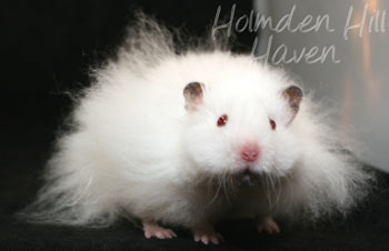 Puff of Cotton Curl- Dark Eared White Longhaired Rex Syrian Hamster