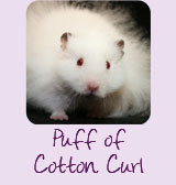Puff of Cotton Curl