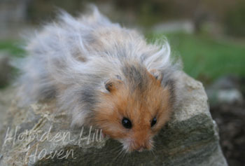 Starlight Hamstery S Rc Golden Umbrous Longhaired Syrian Hamster