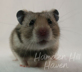 Rumi- Dark Grey Shorthaired Syrian Hamster