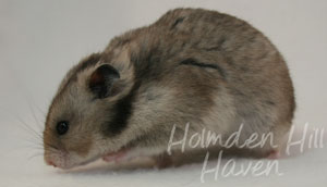 Rumi- Dark Grey Shorthaired Syrian Hamster