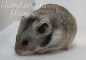 Rumi- Dark Grey Shorthaired Syrian Hamster