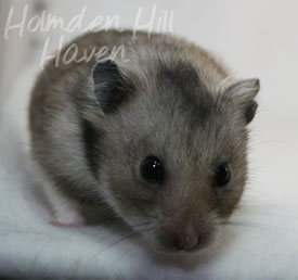 Rumi- Dark Grey Shorthaired Syrian Hamster