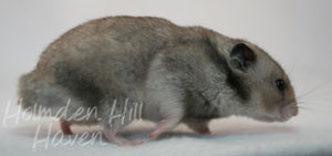 Rumi- Dark Grey Shorthaired Syrian Hamster