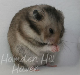 Rumi- Dark Grey Shorthaired Syrian Hamster