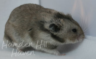 Rumi- Dark Grey Shorthaired Syrian Hamster