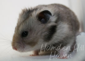 Rumi- Dark Grey Shorthaired Syrian Hamster