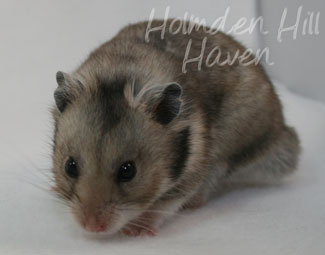 Rumi- Dark Grey Shorthaired Syrian Hamster