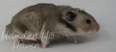 Rumi- Dark Grey Shorthaired Syrian Hamster