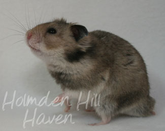 Rumi- Dark Grey Shorthaired Syrian Hamster