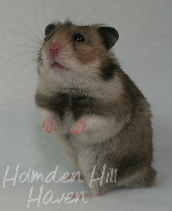 Rumi- Dark Grey Shorthaired Syrian Hamster