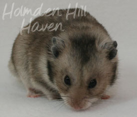 Rumi- Dark Grey Shorthaired Syrian Hamster