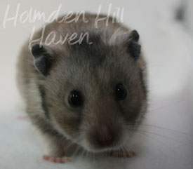 Rumi- Dark Grey Shorthaired Syrian Hamster