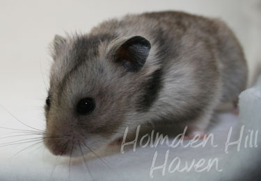 Rumi- Dark Grey Shorthaired Syrian Hamster