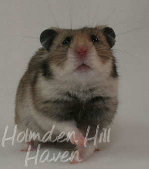 Rumi- Dark Grey Shorthaired Syrian Hamster