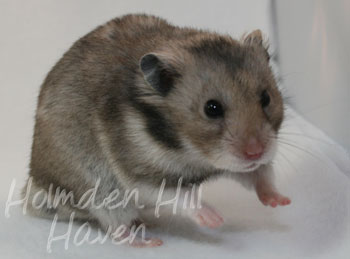 Rumi- Dark Grey Shorthaired Syrian Hamster