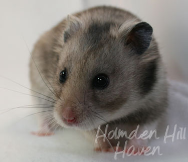 Rumi- Dark Grey Shorthaired Syrian Hamster