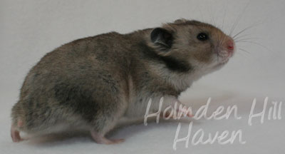 Rumi- Dark Grey Shorthaired Syrian Hamster