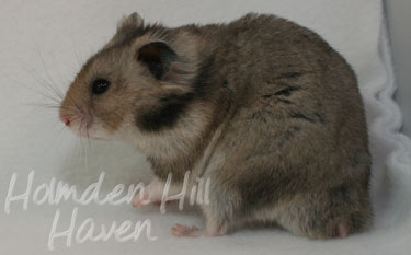 Rumi- Dark Grey Shorthaired Syrian Hamster