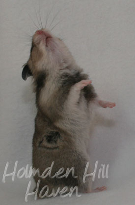 Rumi- Dark Grey Shorthaired Syrian Hamster