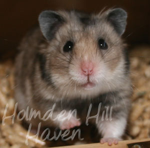 Rumi- Dark Grey Shorthaired Syrian Hamster