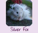 Silver Fox