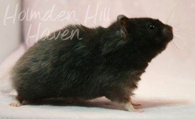 Sissy- Black Longhaired Syrian Hamster