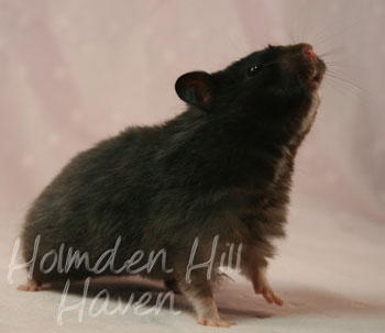 Sissy- Black Longhaired Syrian Hamster