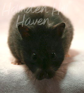 Sissy- Black Longhaired Syrian Hamster