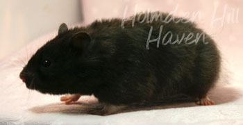 Sissy- Black Longhaired Syrian Hamster