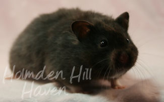 Sissy- Black Longhaired Syrian Hamster