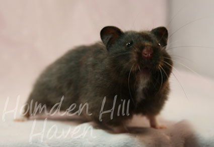 Sissy- Black Longhaired Syrian Hamster