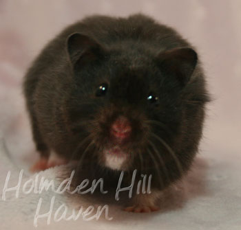 Sissy- Black Longhaired Syrian Hamster