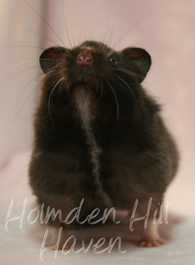 Sissy- Black Longhaired Syrian Hamster